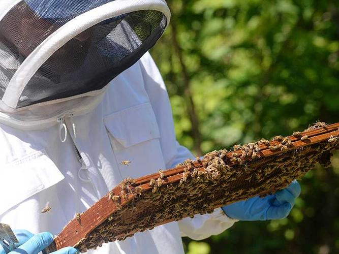 Do Beekeepers Ever Get Stung?