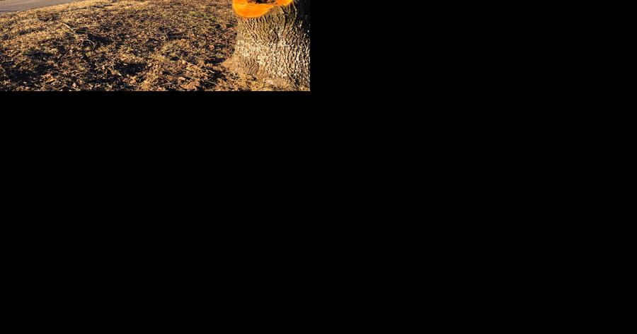 Invasive trees being removed from Cherokee Nation property - Vimarsana News