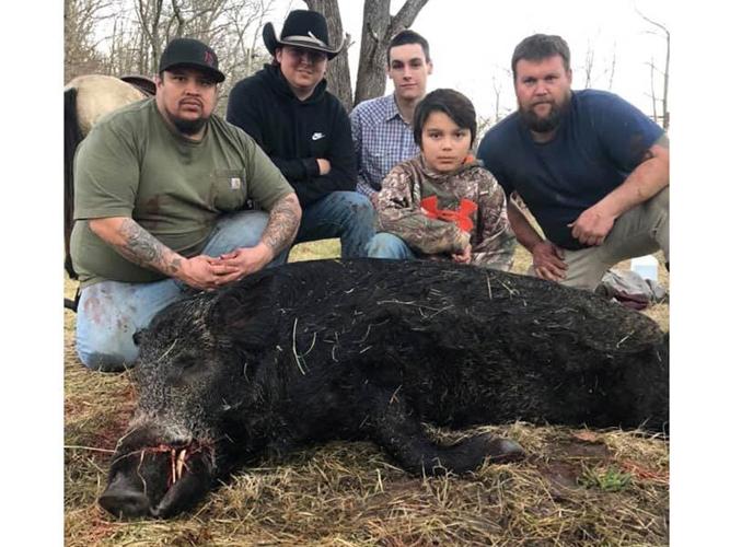 Hunters harvest wild pigs while pursuing other game