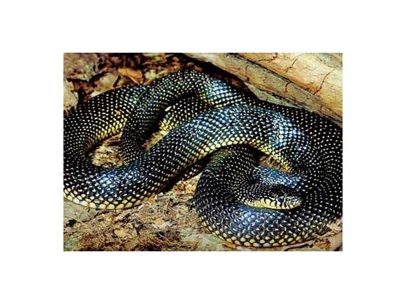 Hansen educates people about snakes | Health | cherokeephoenix.org