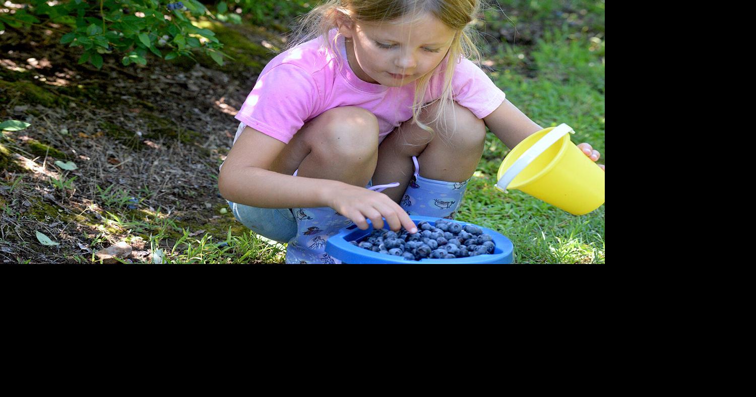 Season ripe for Pryor blueberry biz