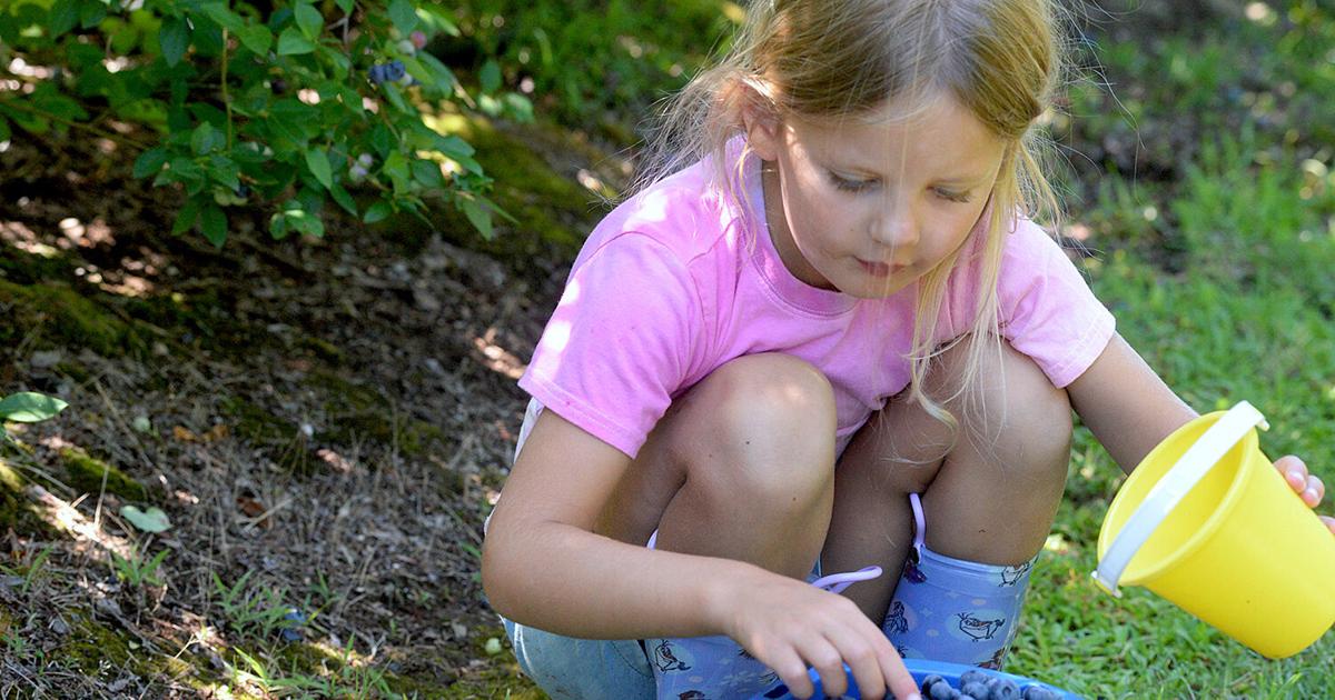 Season ripe for Pryor blueberry biz