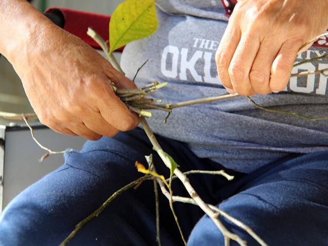 CHEROKEE EATS: Sassafras Tea | Multimedia | cherokeephoenix.org