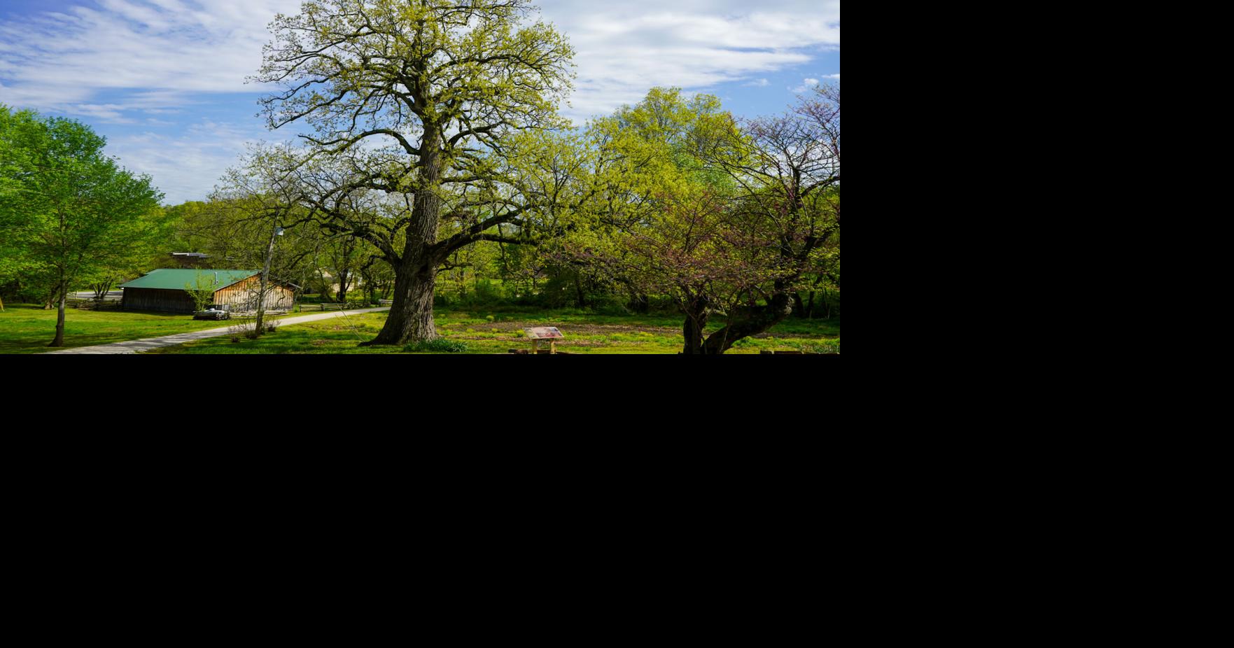 Historic Cane Hill dedicates panel for Trail of Tears Witness Tree ...