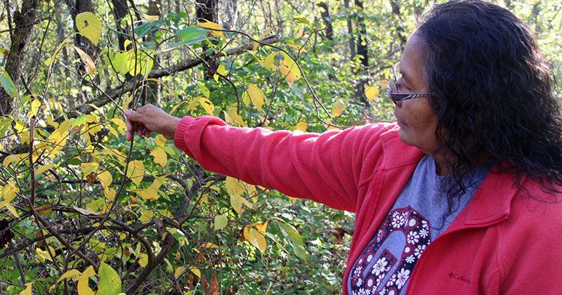 CHEROKEE EATS: Sassafras Tea | Multimedia | cherokeephoenix.org
