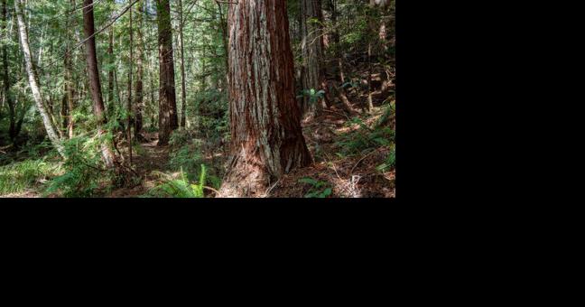 California redwood forest returned to native tribal group - Vimarsana News