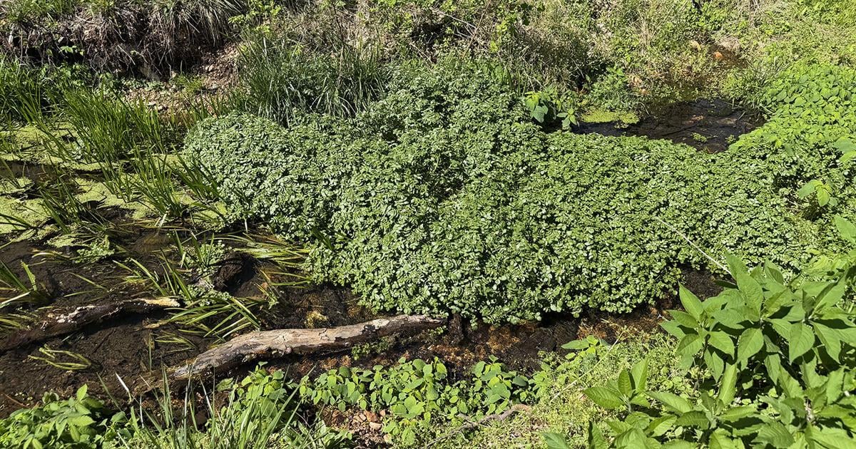 الثقافة والطبيعة تندمجان في مهرجان Watercress Fest