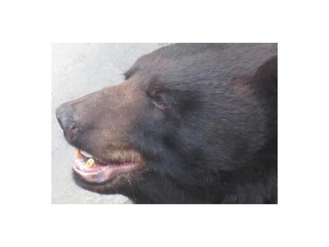 Grizzly Bear Has a New Home at North Carolina Zoo