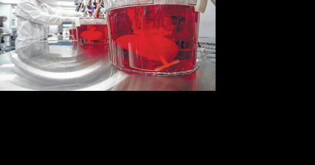 Making pig livers humanlike in quest to ease organ shortage - Vimarsana News