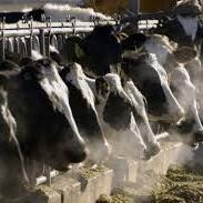 Bird flu is spreading to more farm animals. Are milk and eggs safe? - Vimarsana News