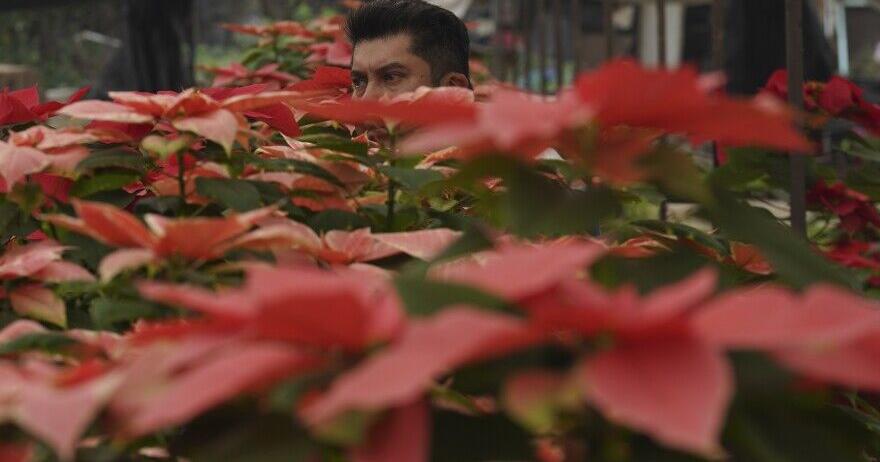 The checkered history of the poinsettia's namesake and the flower's origins get new attention - Vimarsana News
