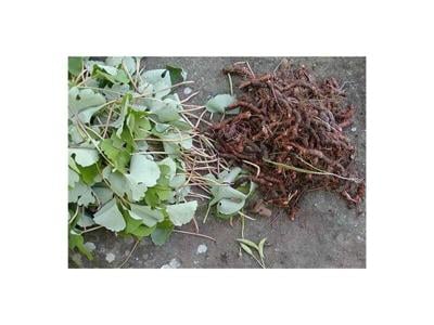 Blood Root can serve as medicine or paint | Health | cherokeephoenix.org