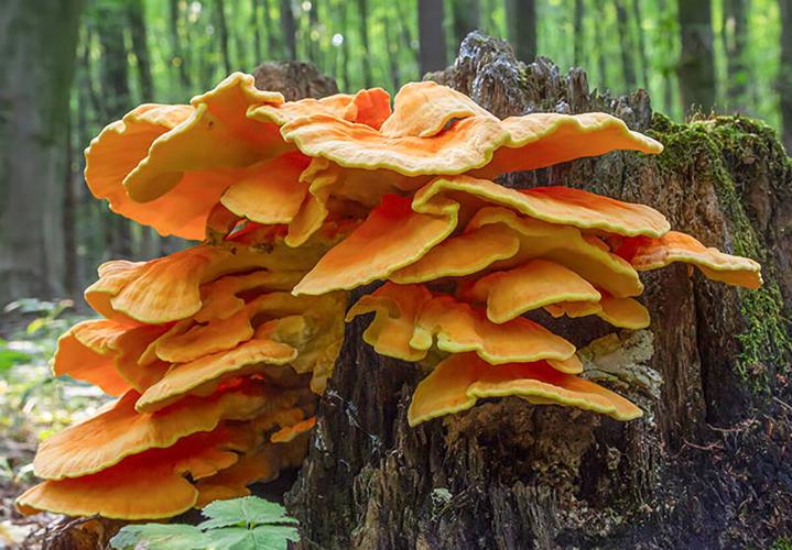 Not Edible Foraging mushrooms: learning edible vs. non-edible | Culture ...