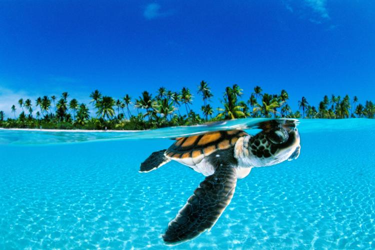 national geographic live