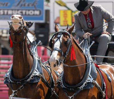 Big Sky Draft Horse Expo 2023 photograph