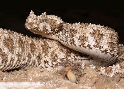 Reptiles Alive! Exhibition slithers into the Field Museum