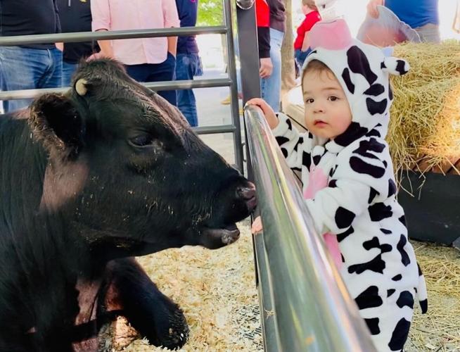 A tiny fan greets an 800 lb. Black Angus cow that was brought to the venue by Bill Hook, principal of Chicago High School for Cultural Sciences. (Photo | Harry Caray's)