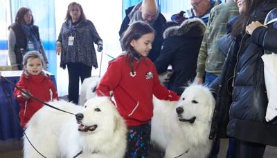 The family-friendly Great American Dog Show returns to Schaumburg this weekend, Jan. 6-8.