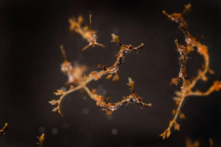 Shedd Aquarium celebrates hatching of a dozen weedy