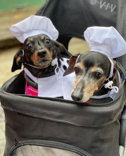 Robert's Pizza will host its annual Halloween pet costume contest on Oct. 24 from 2-4 p.m. (Robert's Pizza photo)