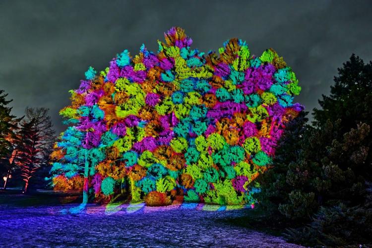 Illumination brings holiday magic back to The Morton Arboretum