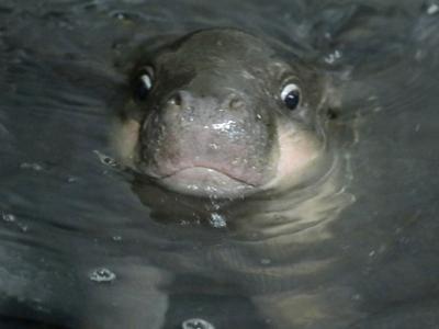 hipposwim_featured