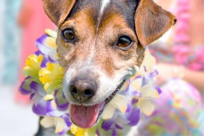 PAWS Chicago will host its annual Beach Party July 27 at Offshore. (PAWS Chicago photo)