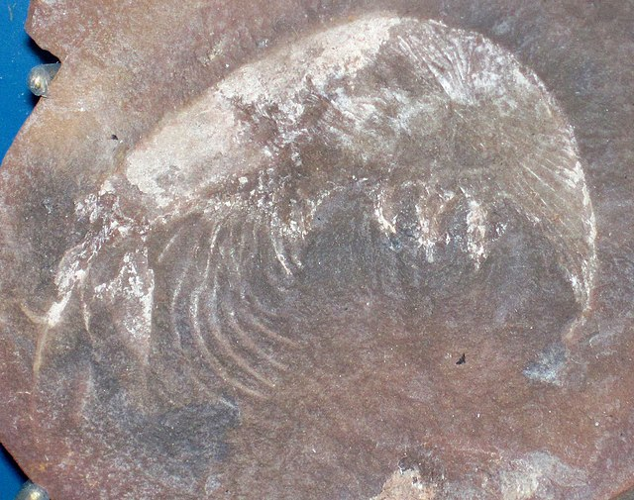 Fossil nerds unite! Get sedimental at Mazon 