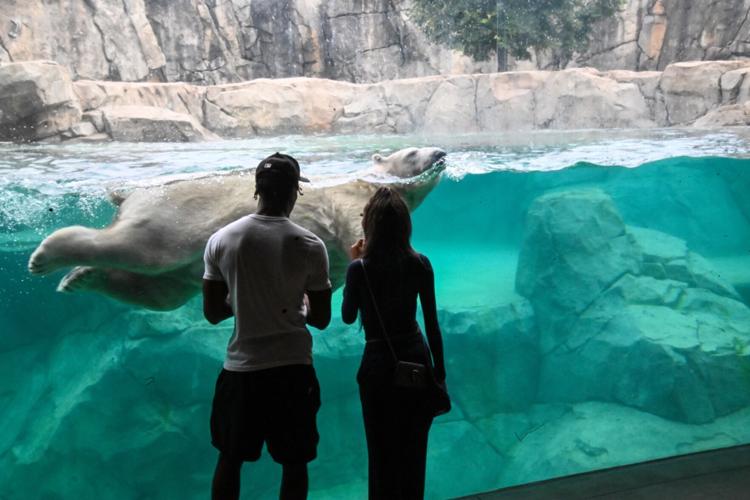 Chicago Bears rookie Malik Muhammad impresses on and off the field at Brookfield Zoo