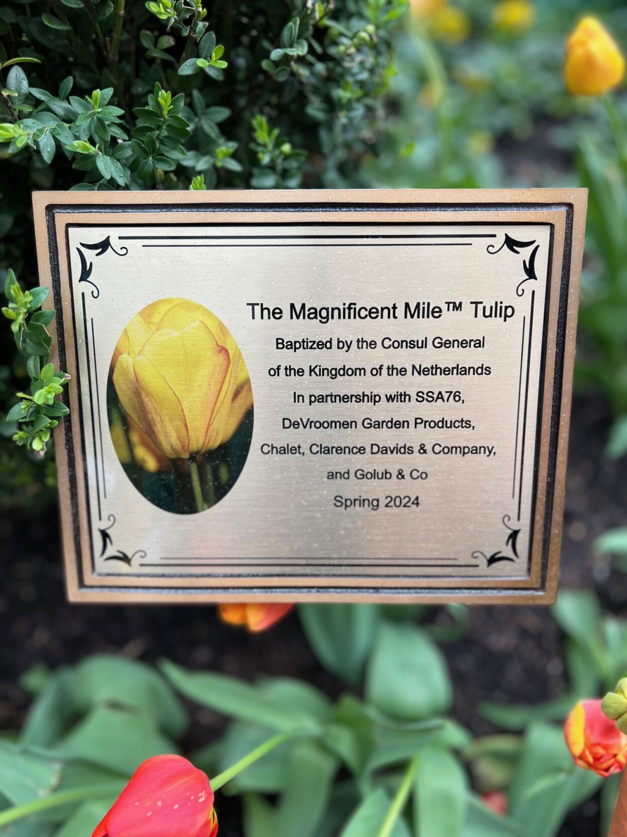 Information about The Magnificent Mile tulip. (Photo | Candace Jordan)