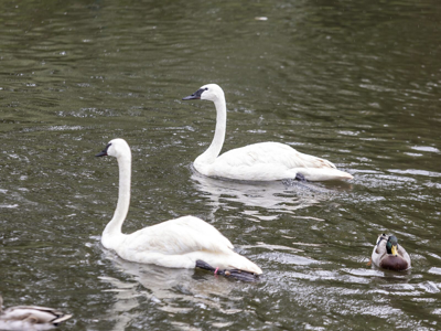 Lincoln Park Zoo welcomes new swans Dolly and Dean