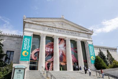 Shedd Aquarium Free Days Article Main Photo
