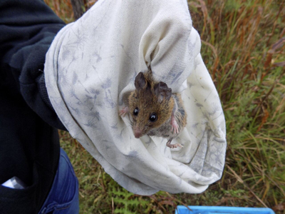 Explore the rare rodent hantavirus risks in Illinois