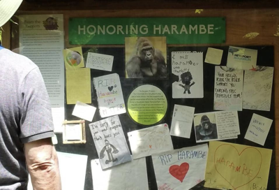 White House posts tribute to honor the 10th anniversary of Harambe the gorilla’s death