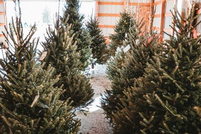 Where to find the perfect Christmas Tree in Chicago this season 1