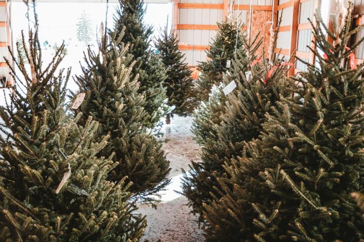 Where to find the perfect Christmas Tree in Chicago this season 1