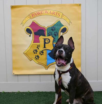 A Pawgwarts pup. (Photo courtesy of Pet Alliance Orlando)