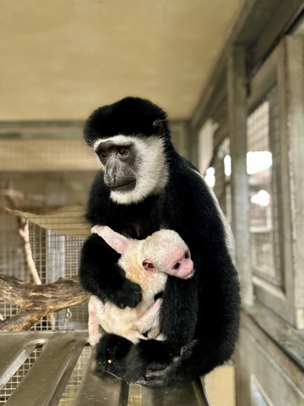 Colobus Monkey born at Lincoln Park Zoo image two