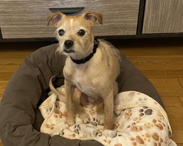 Dixon, available now at PAWS Chicago.