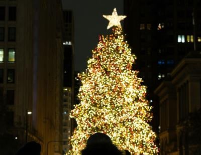Logan Square Tree Chosen as 2024 Chicago Christmas Tree
