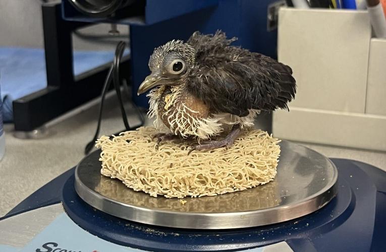 Hatch of the day: Meet Lincoln Park Zoo’s adorable Jambu fruit dove duo