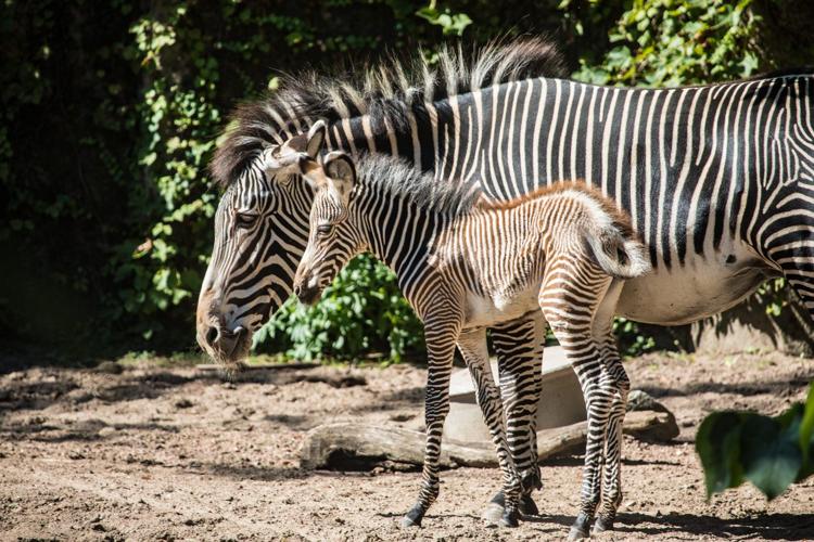 Lincoln Park Zoo welcomes baby zebra