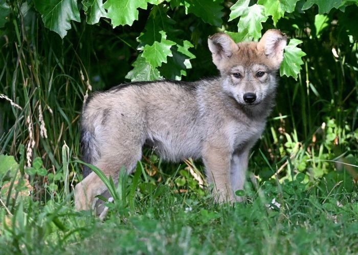 The Brookfield Zoo needs your help naming its new Mexican Wolf Pup