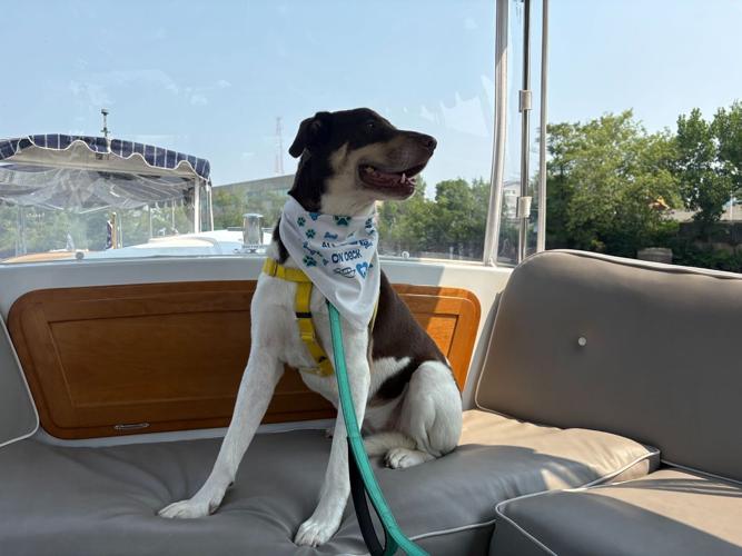Love at first bark: Chicago River cruise to double