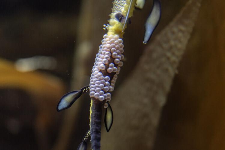 Weedy sea dragon dad pregnant with 70 eggs after rare egg transfer at Shedd Aquarium