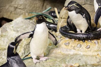 Penguin’s love stories unfold this spring at Shedd Aquarium