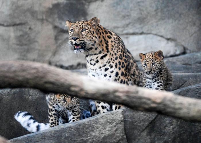 Rare Amur leopard cubs begin