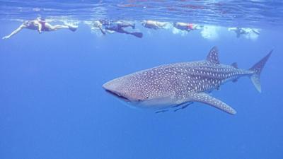 Kitu Kiblu Whale Shark Encounters on Mafia Island, Tanzania