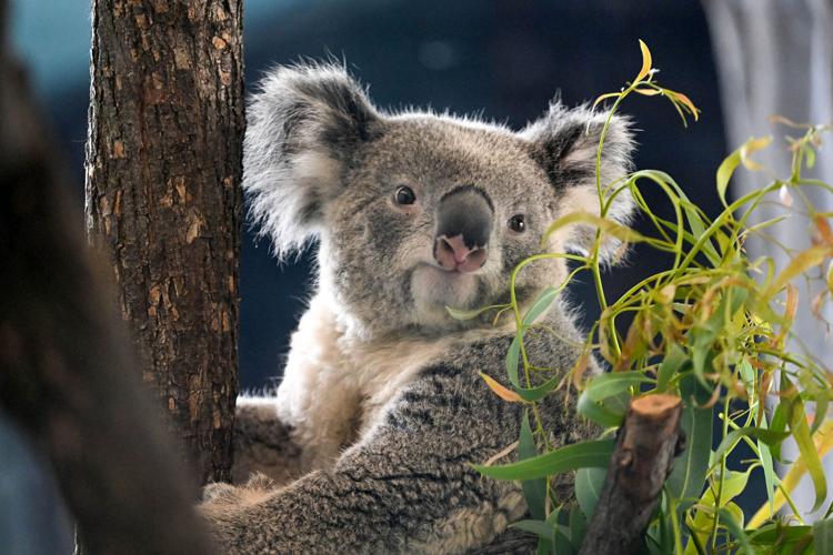 Koala 1
