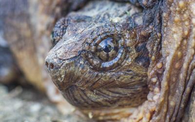 Chonkers is back! (Common snapping turtle photo: Wikimedia Commons)